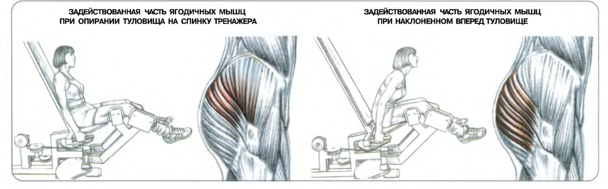 Разведение упражнение. Разведение ног в тренажере с наклоном корпуса вперед. Упражнения на среднюю ягодичную мышцу в тренажерном зале. Разведение ног в тренажере сидя какие мышцы работают. Разведение ног в тренажере в наклоне.