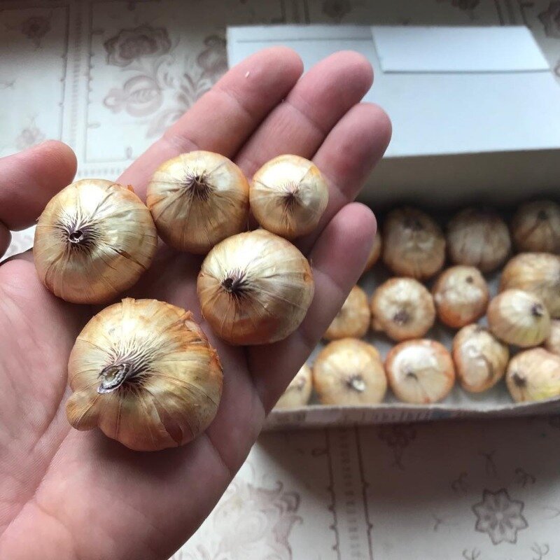 Вот так луковки и хранятся до самой весны (Фото используется по стандартной лицензии ©hozvopros.com)