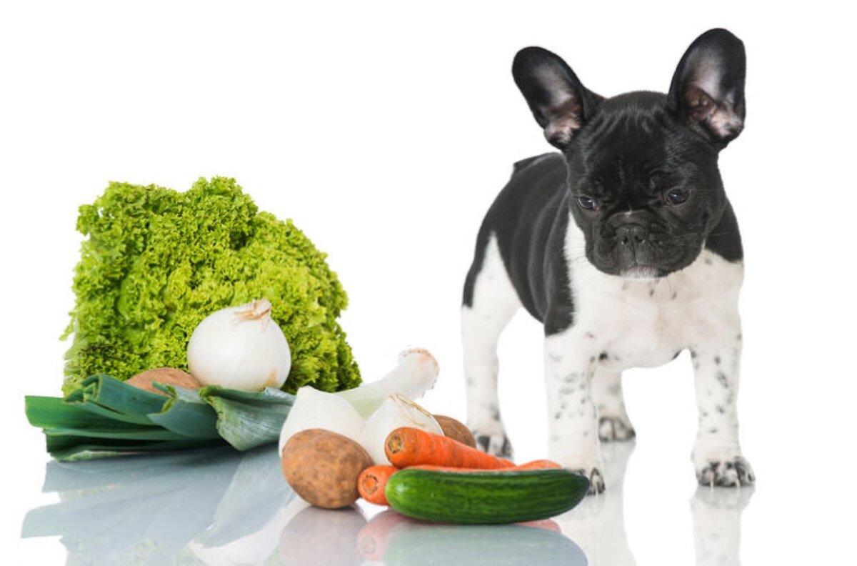 Овощи для щенка. Питание собак. Еда для питомцев. Корм для собак. Диетотерапия животных.