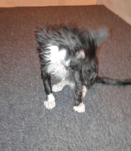 она явно не та милая котейка