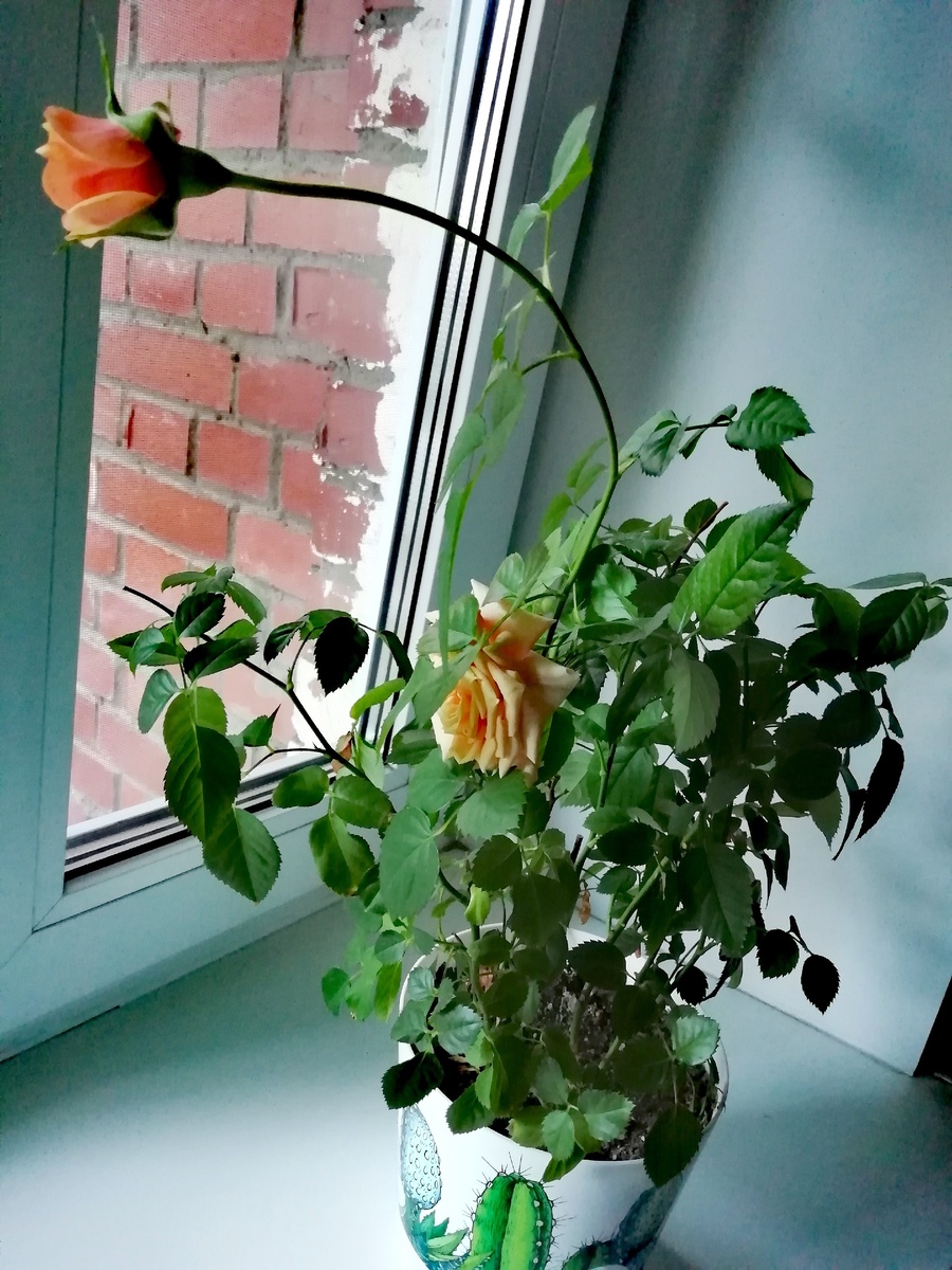 Вот такую розу вырастила.