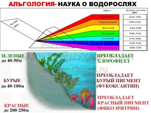 Пигменты красных водорослей. Пигменты бурых и красных водорослей. Пигменты зеленых водорослей.