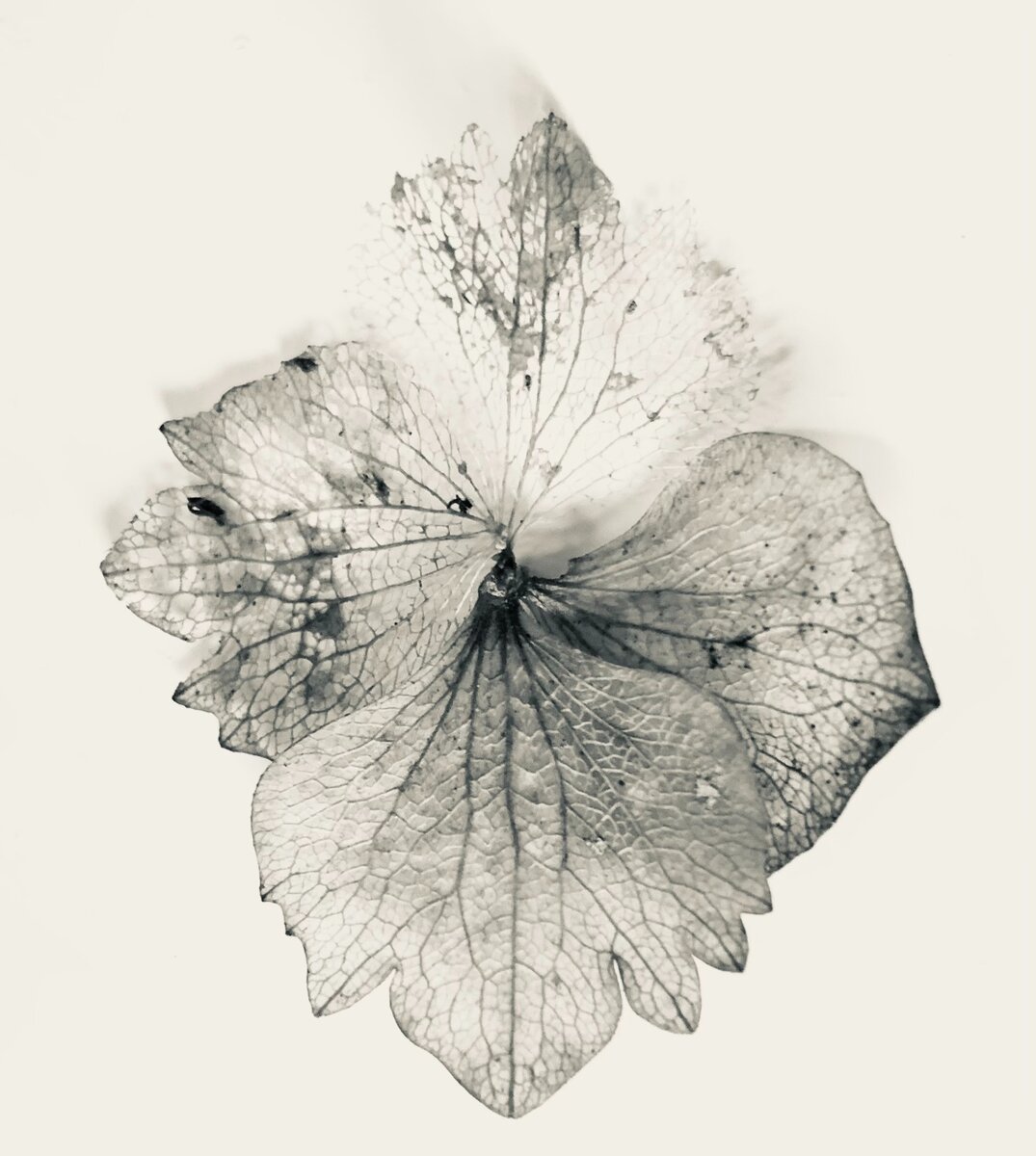 Anna Maxelante: Pexels 