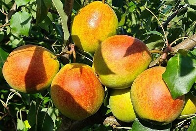 груша Отрадненская  (фото из нашего питомника)