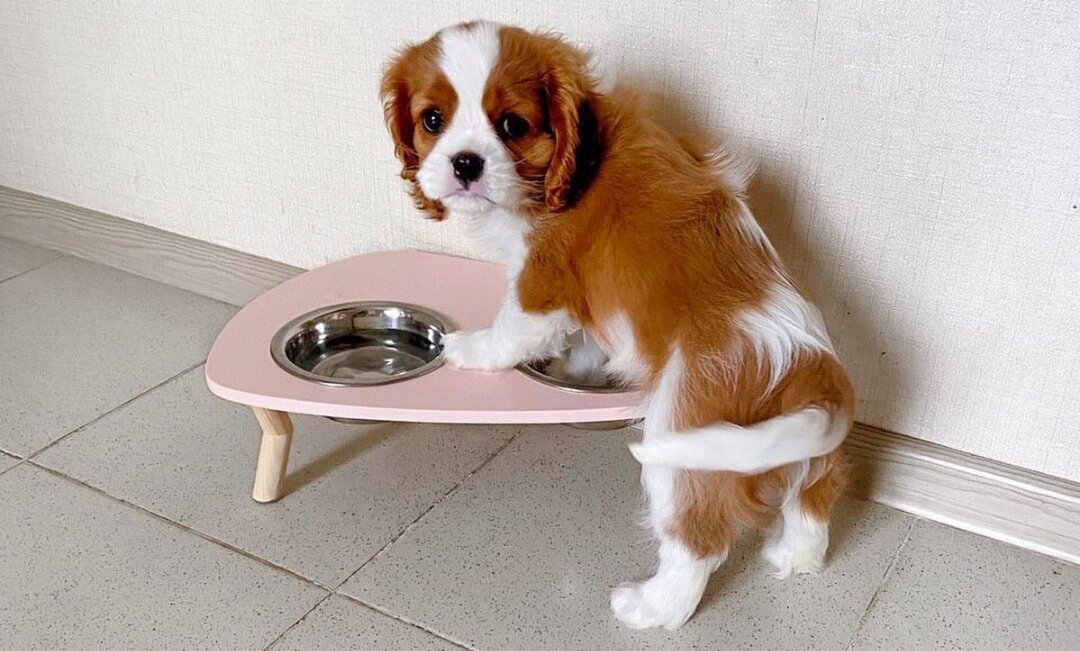 щенок кавалер-кинг-чарльз-спаниеля 