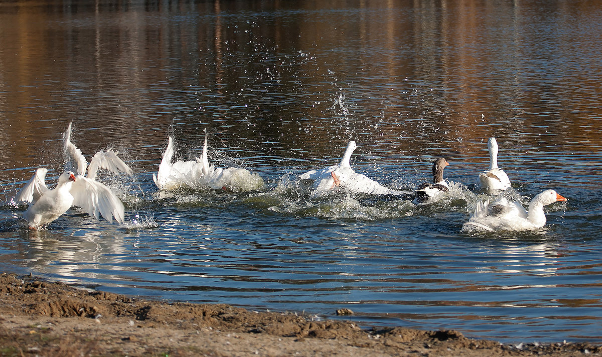 Карликовый лапландский гусь. Гусь купается. Гусь плывет. Одинокий гусь. Гусь плавает.