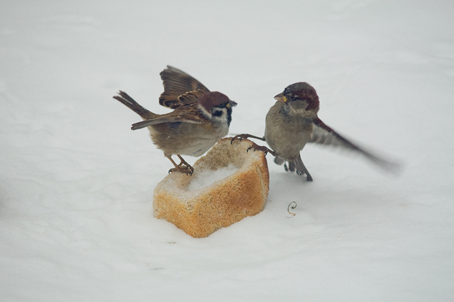 Клевал крошки хлеба. Птица клюет. Воробей зимой. Воробей на снегу. Воробьи кормятся.