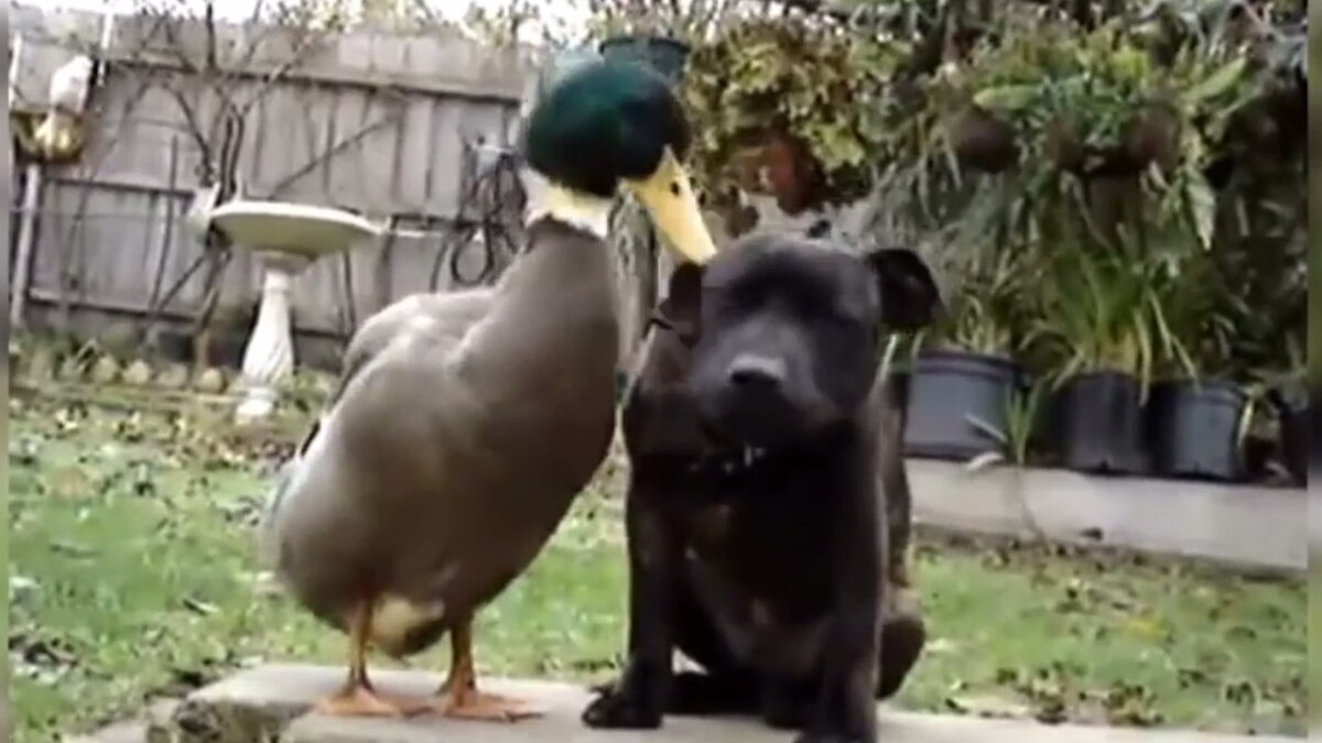 Невероятная дружба у животных.