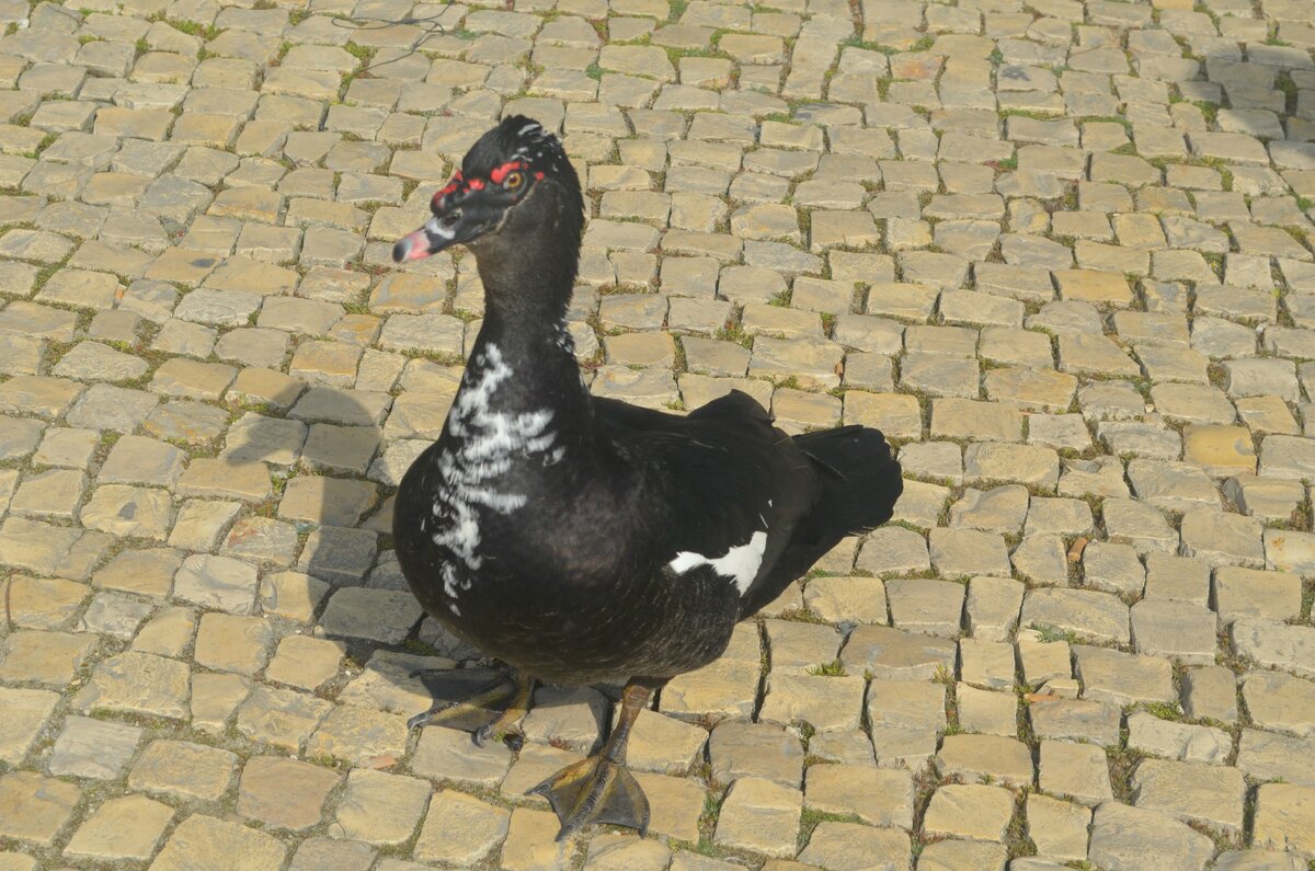 Шикарный мачо! (листайте фото стрелкой "вправо")