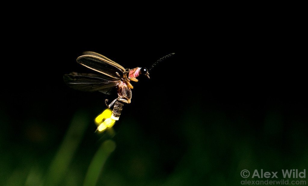 светлячок настоящий. жук светлячок в темноте. загадка про светлячка. светлячок ответы. светлячок презентация для детей.