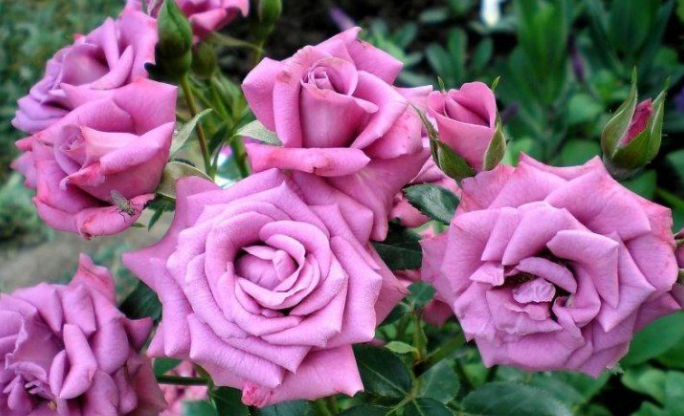 10 фото одних из самых красивых миниатюрных роз