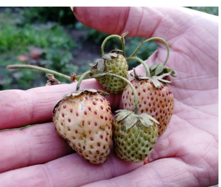 Ягоды моего белого шведа