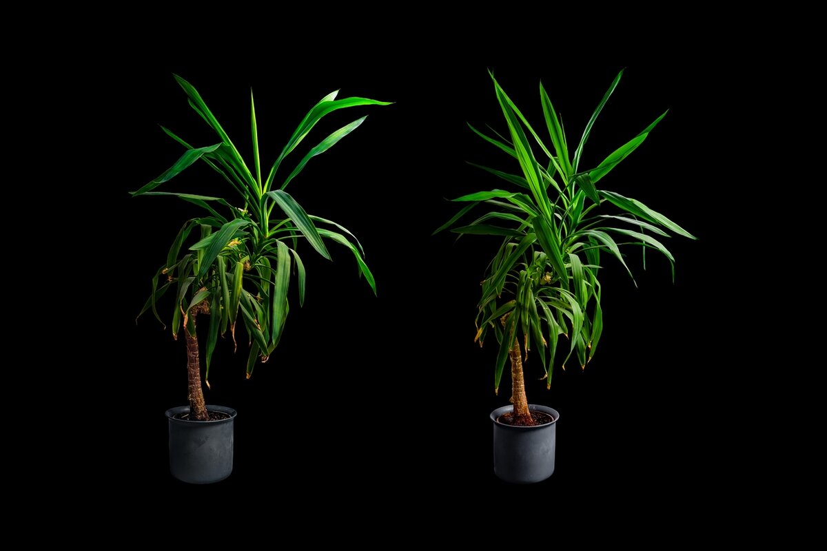 Юкка. Источник изображения pixabay.com - для использования без ограничений. Листайте далее-->>