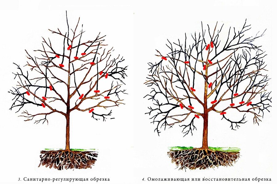 Обрезка деревьев: формовочная и другие виды обрезки