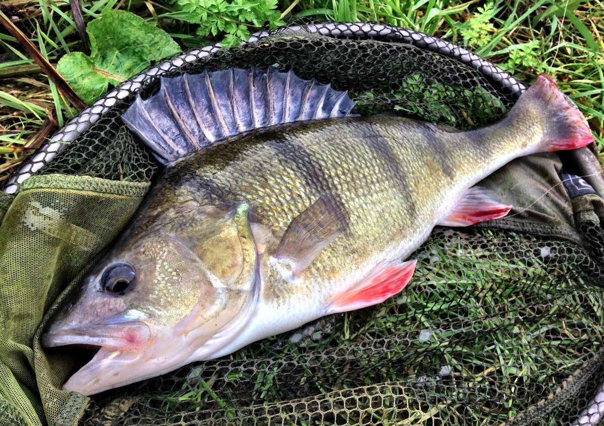 У каждого рыболова есть свои пристрастия. Кто-то предпочитает ловить исключительно щуку, кто-то карпа, а некоторые кроме ловли сома другой рыбалки не признают. Такая «специализация» рыболовов с давних времен имеет свое название: «лещатник», «щукарь», «карпятник». А для любителей ловли окуня такого пока не придумали. Наверное, потому, что среди рыболовов-профессионалов ловля окуня не считается серьезной рыбалкой, хотя это далеко не такое простое дело, как кажется.
Пока окунь не «отъелся»
Самым лучшим временем ловли окуня, по моему мнению, является конец весны — начало лета, когда заканчивается половодье, вода уже немного прогрелась и рыба, отнерестившись, начинает скатываться на летние стоянки.
После долгой зимы на нерест потрачены последние силы, и голодный весенний окунь, передохнув несколько дней, начинает жадно хватать все живое, что попадается ему на глаза и что он способен проглотить.
В это время окуневые стаи постоянно перемещаются по водоему, они идут как бы волнами, одна за другой, не задерживаясь надолго на одном месте. Как только подходит очередная стайка, начинается бешеный клев.
Рыба глубоко заглатывает наживку, порой сопоставимую по размеру с ней самой. Кстати, почти одновременно с окунем с уходящей водой начинает скатываться щука, поэтому перед приманкой обязательно нужно ставить поводок.
Пути весенней миграции рыбы повторяются из года в год, и если вы нашли такую тропу, то наверняка будете с хорошим уловом. Единственное, что требуется — не упустить этот период, так как он очень кратковременный и зависит от погоды, а на водоемах бассейна Волги — и от сброса воды на ГЭС.
Длительность миграционного хода окуня в это время — неделя, максимум 10 дней. И может так случиться, что только вчера вы весь день ловили на канале, ерике или просто на весенней протоке окуней от размера в ладонь до почти килограммовых, а сегодня вообще остались без улова. Тогда нужно искать окуня в районе его летних стоянок.
…Вода сильно упала, дойдя почти до летнего уровня, и рыба понемногу возвращается на свои излюбленные места, продолжая усиленно кормиться. В это время любой рыболов имеет шанс «отвести душу»: окунь берет практически на любую предназначенную для него приманку.
Я обычно всегда начинаю с небольшого воблера. Но воблер воблеру рознь, поэтому ловить надо на проверенную модель. Как правило, это какое-то «брендовое» изделие, а не дешевая китайская подделка.
Главное, чтобы воблер хорошо «работал», то есть уверенно шел при любой скорости проводки, не заваливаясь на бок и не входя в штопор. Однажды на «Птичьем» рынке — основном поставщике китайского ширпотреба — я приобрел шесть дешевых «рапаловских» воблеров китайского производства в надежде довести их до ума, но ни один из них после многочисленных переделок и тюнинга так и не «заработал».
Я уже не удивляюсь, когда в начале лета приезжаю на окуневое место и встречаю там рыболовов, которые в основном ловят на «кембрики», а я воблером облавливаю их всех, вместе взятых.
Причем окунь на воблер ловится более крупный. Попутно попадается и щучка. Тонущий воблер или плавающий — решающего значения не имеет. Все зависит от того, в каких условиях собираетесь ловить.
Если в воде нет травы и коряг, то можно использовать тонущий, если есть — плавающий. К тому же с плавающим воблером можно воспользоваться течением, чтобы доставить приманку рыбе прямо под нос.
Зато тонущий воблер при тех же габаритах тяжелее, поэтому дальше летит при забросе. Короче говоря, стоит иметь и тот и другой и менять их по мере необходимости.
Я использую флюорокарбоновый поводок длиной около 1 м и диаметром 0,3 мм. Такая леска придает дополнительную массу миниатюрному воблеру и при забросе работает подобно утолщенному концу шнура, которым пользуются нахлыстовики.
Кроме того, коэффициент оптического преломления флюорокарбона близок к коэффициенту преломления воды, поэтому в ней он менее заметен, чем «плетенка», а если на крючок садится небольшая щучка, то такую леску ей сложнее перекусить, чем тонкую «плетенку».
Однако при использовании подобной оснастки не надо забывать, что воблер малого размера нужно привязывать специальным узлом. Как его вязать — написано во вкладыше к упаковке воблера.
В качестве основной лески я предпочитаю «плетенку» диаметром 0,1 мм. Из-за очень малой растяжимости она позволяет играть приманкой на значительном расстоянии.
Подобрав игру, можно поймать в несколько раз больше окуней, чем при простой прямой проводке. Обычно я осуществляю такую проводку: на один оборот катушки делаю два сильных коротких рывка спиннинговым удилищем, затем паузу в одну-две секунды и снова оборот с двумя подергиваниями.
Если после нескольких выловленных рыб окунь становится осторожней, пробую «рваную» проводку: при постоянной медленной подмотке совершенно бессистемно короткими рывками спиннинга подтягиваю приманку. Можно попробовать еще один вариант.
С паузами в три-четыре секунды делать 5–10 очень коротких рывков, буквально на 1–2 см. При таких коротких потяжках воблер не успевает «запуститься» и ведет себя как миниатюрный уокер, то есть рыскает из стороны в сторону.
Такая проводка срабатывает, когда окунь уже насытился и стал весьма привередливым, что бывает во второй половине лета и в начале осени.
Крупные — внизу
Поймать окуня в конце августа — начале сентября, не имея некоторых навыков, бывает весьма проблематично. В начале осени нередко приходится сталкиваться с такой ситуацией.
Видишь, как окунь бьет, и чайки кружат над этим участком водоема, позволяя издалека обнаружить место выхода жирующего хищника, но стоит подойти на расстояние заброса, как стая тут же отходит.
Это чем-то напоминает поведение жереха во время кормежки. Так бывает на больших затонах, соединяющихся с основным руслом Волги, где почти нет течения и глубина примерно везде одинаковая — 3–5 м. Растительности там мало, и окуневые стаи не привязаны к какому-то определенному месту.
Подошедшая лодка не столько пугает, сколько раздражает рыбу, и стая отходит на сотню-другую метров. Те рыболовы, которые впервые сталкиваются с подобным поведением окуня, начинают гоняться за ним по всему затону, но безуспешно.
Можно поступить проще, зная, как окунь ведет себя в данной ситуации. Окуни в стаях всегда распределяются по размеру в зависимости от глубины. Чем крупнее особь, тем глубже она стоит, а самые большие находятся почти у дна.
Отходит на достаточное расстояние только та рыба, которая кормится у самой поверхности, то есть более мелкая. Крупная, чувствуя себя на глубине в большей безопасности, далеко не уходит и при использовании правильно подобранной снасти ловится достаточно уверенно.
Если же встать на якорь или в безветренную погоду медленно дрейфовать по водоему, то окуневая стая, гоняющаяся за мелкой рыбешкой, рано или поздно подойдет достаточно близко, иногда буквально к самой лодке.
А чтобы использовать все возможности в данной обстановке, нужно иметь различные оснастки и приманки и при необходимости быстро заменять одну на другую.
Некоторые тонкости оснащения
Наиболее часто применяемые для ловли окуня приманки — небольшие твистеры размером 3–5 см. Их насаживают на крючки с длинным цевьем так, чтобы колечко или чуть выглядывало из тела твистера, или было полностью утоплено в нем. Но я предпочитаю использовать двойной крючок.
Во-первых, потому, что губы у окуня тонкие и легко рвутся, что чревато постоянными сходами с одинарного крючка. Двойной же позволяет распределять нагрузку при вываживании, и досадных сходов становится меньше.
Во-вторых, двойной крючок не позволяет твистеру сползать по цевью, то есть оснастка всегда находится в рабочем положении и не надо тратить время на то, чтобы постоянно ее поправлять. Особенно это важно, когда приманок в оснастке несколько.
Двойные крючки лучше тоже выбирать с длинным цевьем, то есть такие, которые применяются для вязания мушек. На них удобнее насаживать твистер, и их легче вытаскивать из пасти рыбы, когда она глубоко заглотала крючок.
Двойной крючок имеет угол между плоскостями поддевов примерно 60°, и если пропускать цевье не через центр твистера, то хвостовая часть приманки располагается между крючками двойника и загнута вниз.
При этом цевье, проходящее в нижней части твистера, смещает центр тяжести всей конструкции вниз, в результате чего жала крючков при любой скорости проводки приманки всегда направлены вверх.
Благодаря небольшому углу между крючками двойника получается миниатюрная «незацепляйка», которую можно спокойно проводить в умеренно «глухих» местах, где предпочитает держаться рыба.
Двойные крючки для вязания мушек имеют несколько отогнутое относительно оси колечко, поэтому бывает трудно ровно пропустить крючок сквозь твистер. Этот изгиб желательно выпрямить, «отпустив» металл в пламени спички или зажигалки.
Если я ловлю на закоряженном дне, то ставлю за грузилом один твистер на поводке длиной около 30 см. Окунь любопытен, и грузило, движущееся по дну или около него, не только его не пугает, но скорее привлекает, и насадка, находящаяся рядом, оказывается кстати.
Если же дно чистое, то можно поставить даже три твистера и успешно вытаскивать сразу по три рыбы за одну проводку. Еще один возможный вариант оснастки — когда поводки ставят перед грузилом.
Иногда это может быть джиг-головка с крупным твистером или виброхвостом либо тяжелая колеблющаяся блесна. Такую оснастку, которая подходит для ловли и щуки, и окуня, предпочитают новички, пытающиеся ловить все сразу.
Однако если клюнет хороший окунь, то при его вываживании блесна может зацепиться за корягу на дне или застрять в камнях, что однозначно закончится сходом рыбы.
То же самое произойдет и при вываживании щуки: достаточно ей уйти в траву, как поводки перед блесной намертво засядут в ней. Какое расположение поводков выбрать, зависит от личных пристрастий рыболова.
При хорошем клеве особой разницы нет, но в конце лета и начале осени, когда окуни становятся привередливыми, я предпочитаю ставить поводок позади грузила.
Варьируя проводку и массу грузила, можно заставить приманку двигаться на любой глубине, в том числе и у самого дна, где держатся наиболее крупные особи.
Когда окунь сверху
То же оснащение можно использовать, заменив грузило поплавком. Так ловят, когда окуневая стая жирует у поверхности воды. Поплавки могут быть пенопластовые, огруженные либо на конце, либо по центру; пластиковые прозрачные и непрозрачные; заполняемые водой или герметично закрытые и эксцентрично огруженные свинцом.
По форме они бывают шарообразные, вытянутые, грушевидные. В качестве поплавка кое-кто использует даже пузырек из-под корвалола. На мой взгляд, лучшим является поплавок, сделанный из пенопласта и огруженный сзади.
Огрузка должна быть такой, чтобы поплавок выглядывал из воды примерно на четверть. Подобные поплавки я делаю сам из тех, что продаются на «Птичке» для оснащения сетей. Они белого цвета и стоят совсем недорого.
Чтобы «довести до ума» поплавок, следует отрезать кусок проволоки нужного диаметра и сделать на концах петли. Вокруг проволоки около одной из петель намотать свинцовую полоску шириной, примерно равной четверти длины поплавка, затем, разогрев паяльником получившийся свинцовый цилиндрик, вставить его в отверстие внутри поплавка.
Задняя огрузка правильно центрирует получившийся компактный и дальнобойный поплавок во время полета, не позволяя поводкам перехлестываться.
При рывковой проводке поплавок издает своеобразный «хлюпающий» звук, напоминающий тот, который производят сами окуни, когда кормятся у поверхности воды. И бывает, что во время паузы в бое хищника поплавок провоцирует рыбу начать очередную атаку на малька, привлекая тем самым внимание и к предлагаемой рыболовом приманке.
У пенопластового поплавка с центральной огрузкой ось располагается горизонтально или под небольшим углом к поверхности воды. Такой поплавок начинает вращаться во время заброса и совершенно не подходит для рыбалки с задним расположением поводка, который захлестывается за основную леску практически при каждом забросе.
Пластиковые прозрачные и непрозрачные поплавки, заполняемые водой, в полете и при проводке ведут себя по-разному в зависимости от уровня их заполнения. Вода может переливаться от задней части к передней, это порой приводит к тому, что поплавок начинает вращаться вокруг своей оси или вообще уходит под воду, хотя заполнен водой всего лишь наполовину.
К таким поплавкам приходится долго приноравливаться на каждой рыбалке, и всякий раз перед ловлей их надо заполнять водой, а потом эту воду сливать. Сильно вытянутые поплавки, огруженные с одного конца свинцом, годятся только для равномерной проводки.
Цвет поплавка, по моему мнению, при ловле окуня не имеет большого значения. Но сам я предпочитаю белый, поскольку его хорошо видно даже в сумерках или в плохую погоду на волне и при ряби на воде, а кроме того, я его использую и при ловле жереха.
Жерех весьма привередлив к цвету поплавка, а из-под воды белый поплавок на фоне светлого неба не слишком заметен и меньше пугает рыбу. Что касается пузырька из-под корвалола, используемого в качестве поплавка, то, несмотря на его экзотичность, он, как ни странно, прекрасно работает.
Надо только налить в него немного воды, тогда он идет ровно, слегка покачиваясь из стороны в сторону. Так что если вы забыли поплавок дома или вовремя не позаботились о его изготовлении или приобретении, то в автомобильной аптечке наверняка найдете что-либо подходящее.
При верховой ловле окуня с использованием поплавка многие самарские рыболовы вместо твистера применяют кембрик — отрезок полихлорвиниловой изоляции белого цвета длиной 3–4 см.
Вместо него можно взять отрезок трубочки от конфеты «чупа-чупс» такой же длины. Крючок пропускают через трубочку и привязывают к поводку. Эта незамысловатая приманка при хорошем клеве по уловистости сравнима с твистером.
Но когда рыба неактивна, продольные колебания в толще воды, которые создает колеблющийся хвостик твистера, все же лучше привлекают окуня. Поэтому кембрики я несколько усовершенствую.
Вырезаю небольшой хвостик из резины напальчника, купленного в аптеке, делаю разрез в трубочке, вставляю хвостик и приматываю нитками. Остается вставить крючок, и самодельный твистер готов.
Кембрики нежелательно использовать при ловле с глубины, потому что крючок, одинарный или двойной, всегда повернут острием вниз. Для оснащения кембриков не стоит ставить тройник, так как окунь в азарте охоты иногда настолько глубоко заглатывает приманку, что крючок проблематично извлечь даже корнцангом.
Нужно еще вспомнить о вращающейся блесне, которая для многих из нас была и остается самой «окуневой» приманкой. Окунь охотнее реагирует на «вертушку» с большим «упором» при проводке и чаще предпочитает самую медленную проводку, практически на грани срыва вращения лепестка.
Вращающиеся блесны мало кто изготавливает самостоятельно, но иногда возникает такая необходимость. Дело в том, что в продаже не всегда получается найти блесны размера 0 и 00 хорошего качества, а они очень хорошо «работают», если их использовать вместо твистера на самом дальнем поводке при ловле с поплавком.
Я как-то поставил на крючок с длинным цевьем лепесток размером всего 6 мм, получилась этакая «микровертушка», на которую окунь брал намного лучше, чем на твистер или виброхвост.