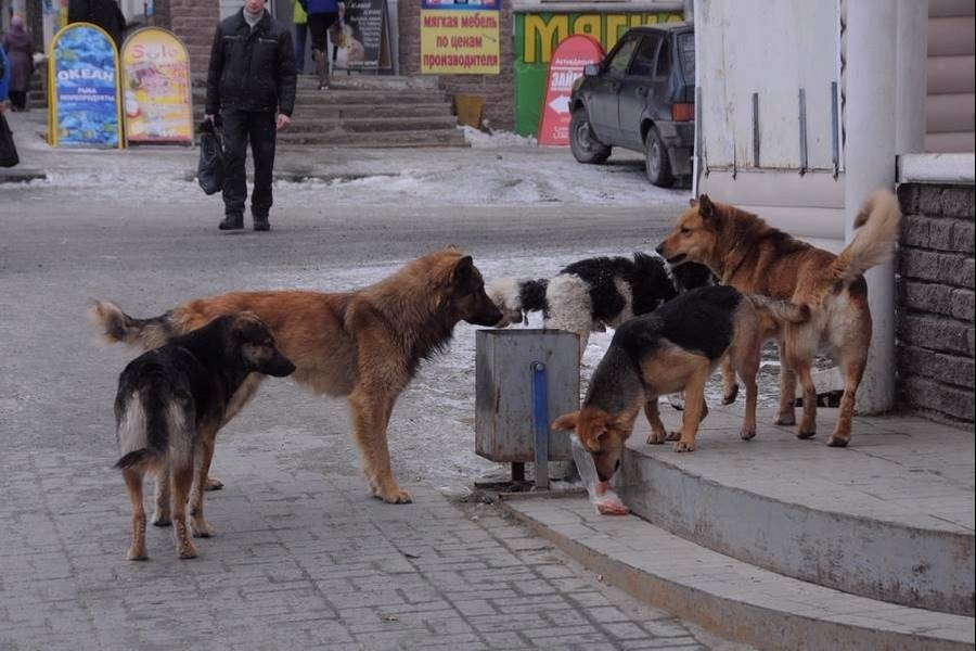 Бродячие собаки проект