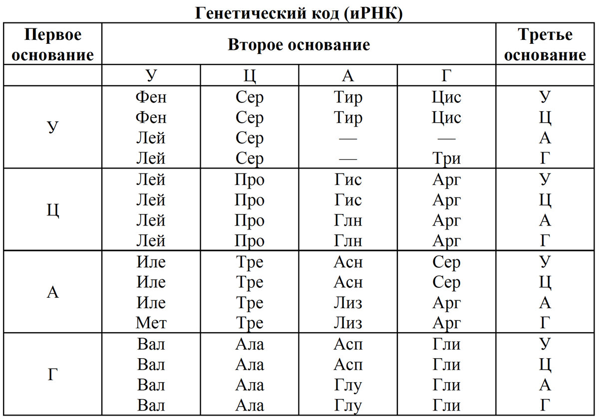 Сколько триплетов содержит цепь днк