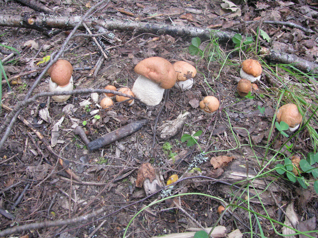 Семейка подосиновичков