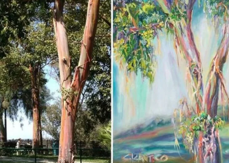 Справа – мир глазами обладателя тетрахроматического зрения. Приблизительная картинка. Фото из открытых источников.