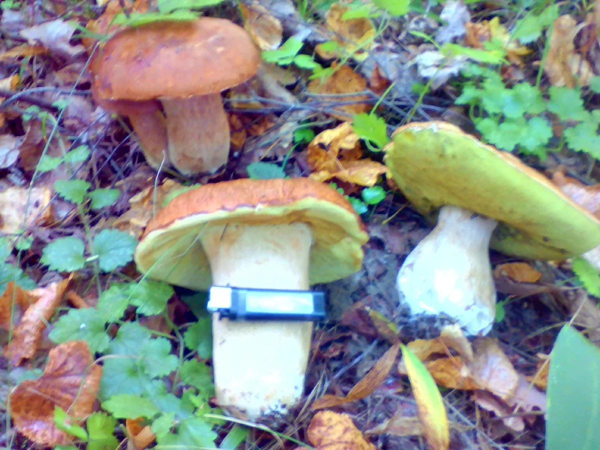 Фото из семейного архива автора