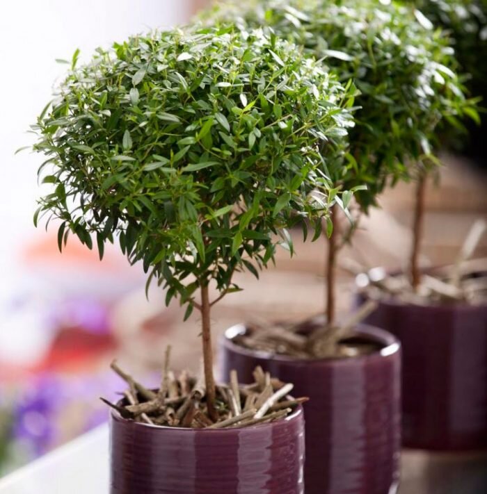 Как не попробовать приручить такой зеленый шарик [фото интернет]