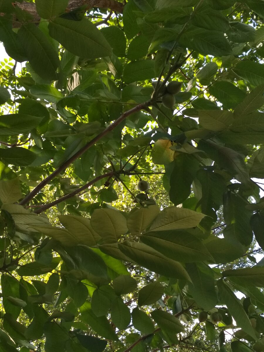 Зеленые дебри грецкого ореха