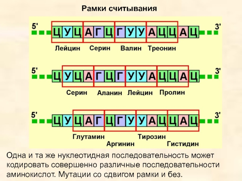 Генные последовательность нуклеотидов в генах. Открытая рамка считывания. Рамки считывания ДНК. Мутации со сдвигом рамки считывания. Сдвиг рамки считывания.