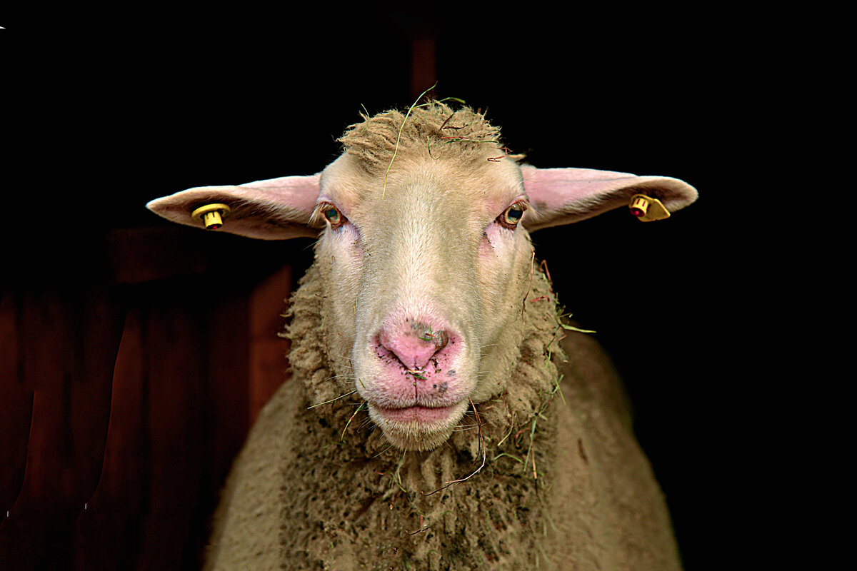Овца и баран: 10 особенностей домашних животных, которые отталкивают от них  многих заводчиков | Приключения натуралиста | Дзен