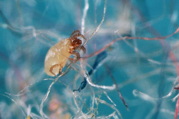 Пылевые клещи