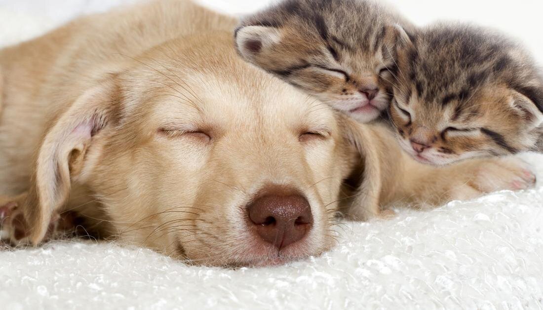 Источник фото: https://fb.ru/post/pets/2016/10/29/8111