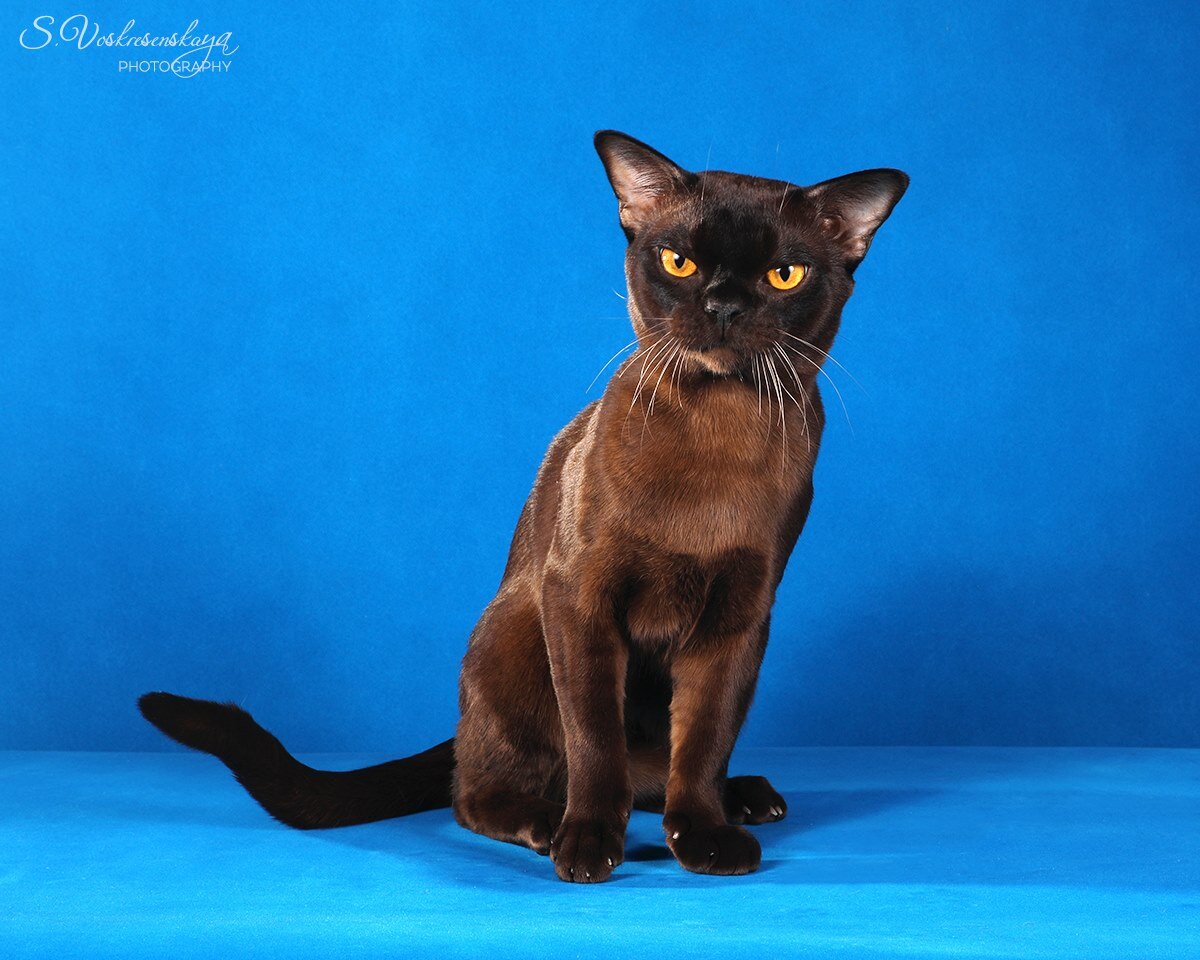 GIC Caesar Gaius Iulius Jasper*RU