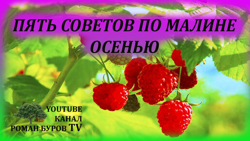 Пять полезных советов по уходу за малиной осенью. Малина осенью выращивание и уход. Как выращивать малину.