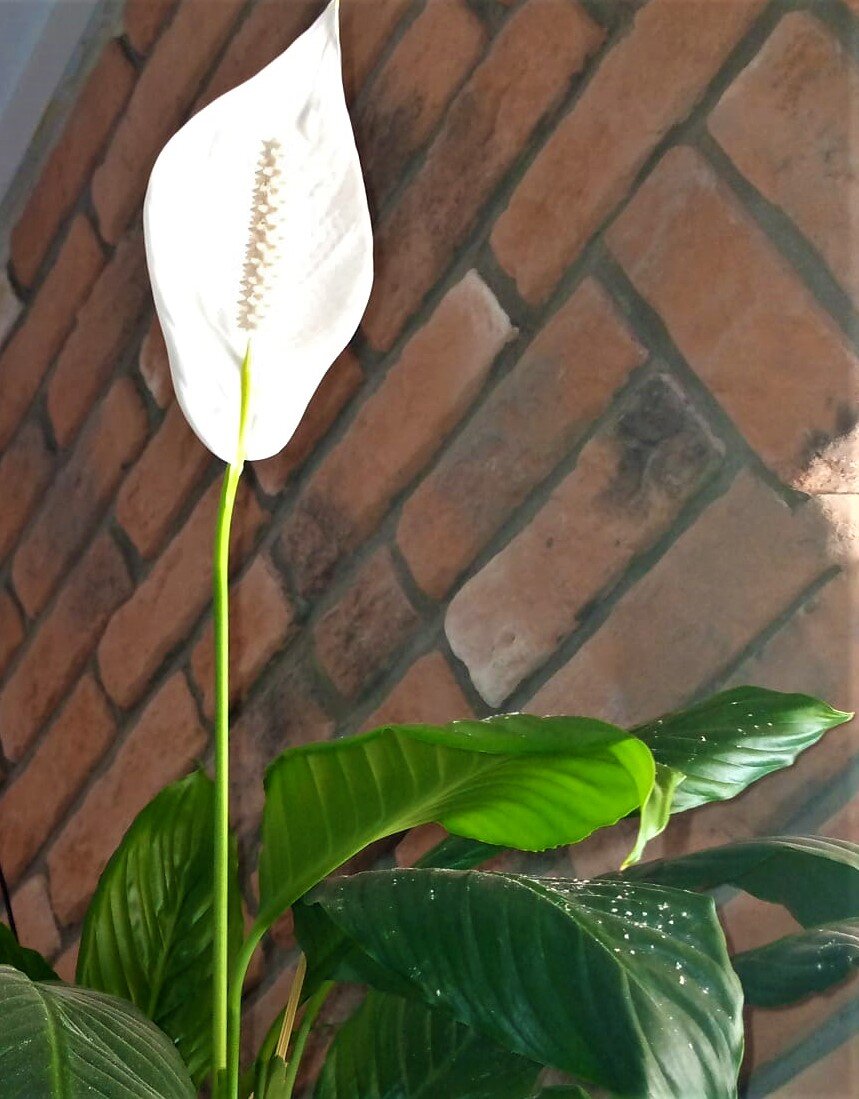 Грустный цветок. Фото автора канала.