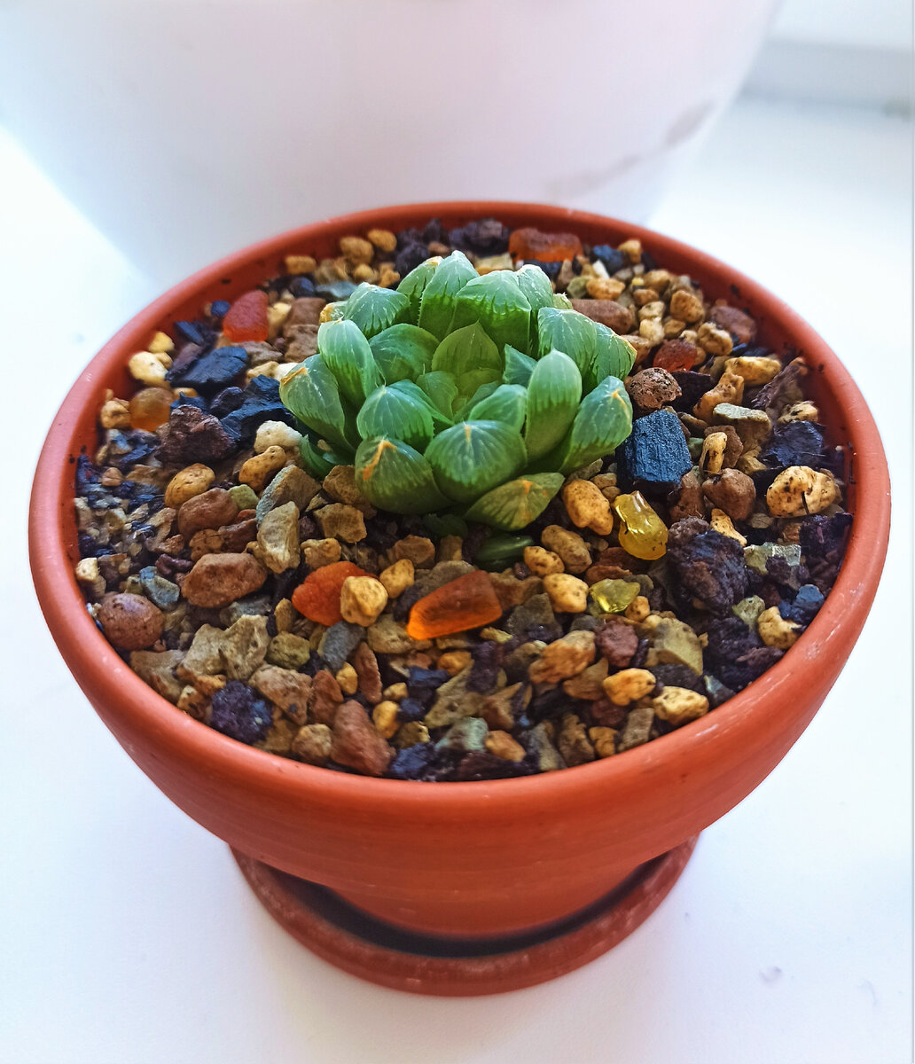 Моя первая Хавортия на данный момент