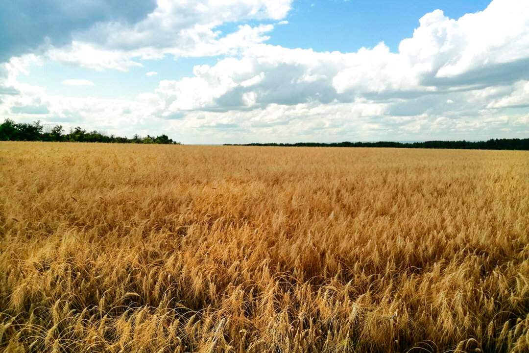 Пшеничное поле