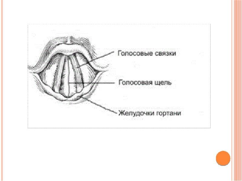 Строение гортани у кошки 