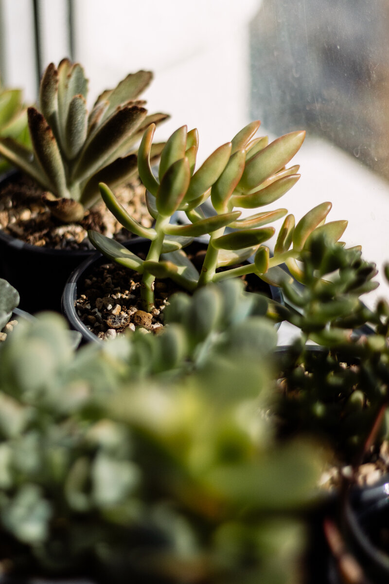 Летняя фотография моих суккулентов.