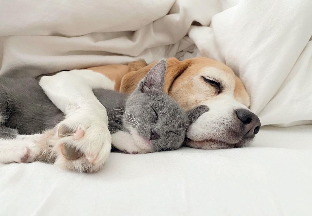 Фото: © Megan Cottone, instagram.com/thebeagleandthebun/