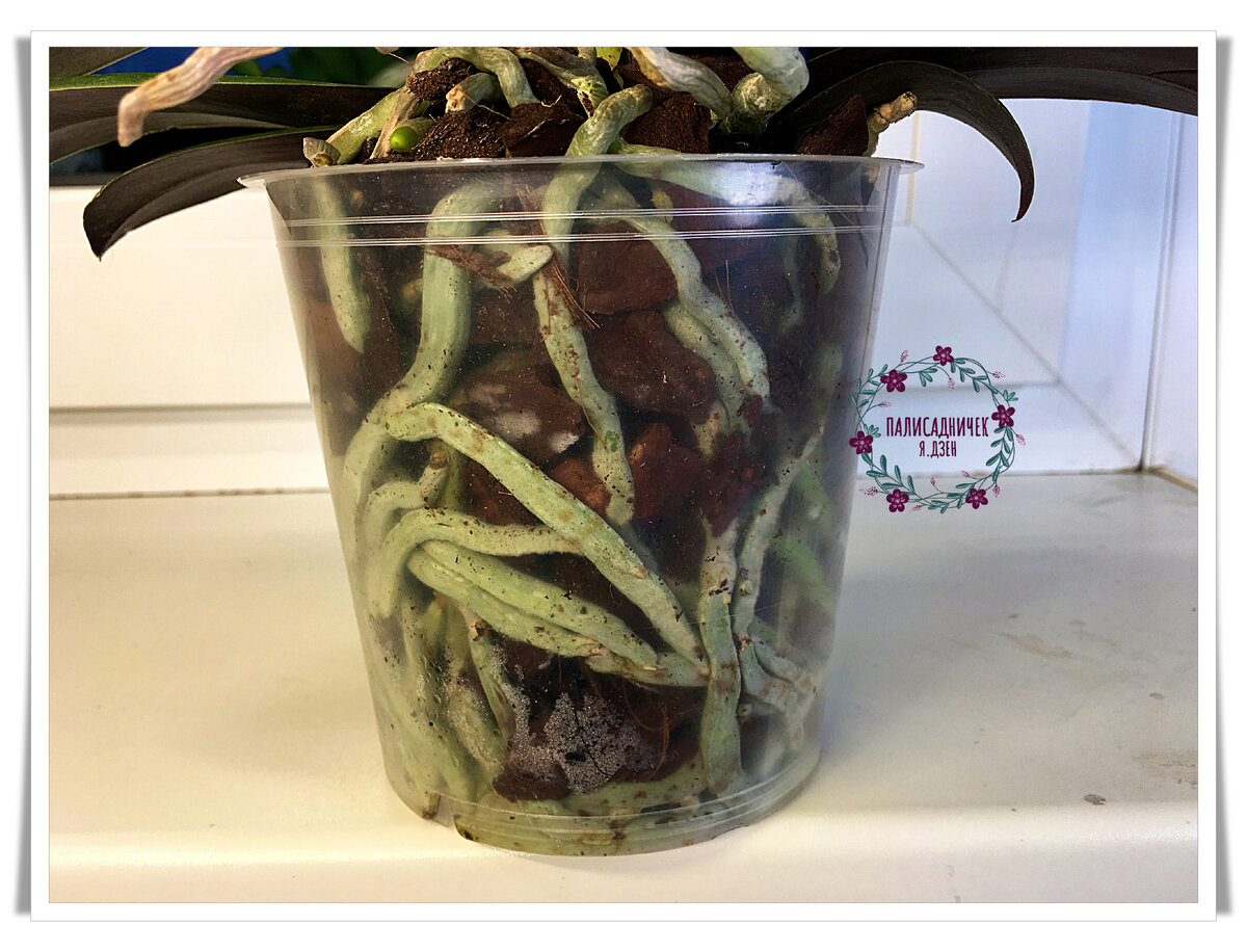 Думаю, большая часть из вас меня поддержит в том, что не надо тревожить орхидею с такими (!) корнями. По-моему, мечта просто. Даже не припомню, чтобы видела в продаже что-то подобное раньше )) Общий план красотки на следующем фото. Листайте, пожалуйста. ⏩⏩