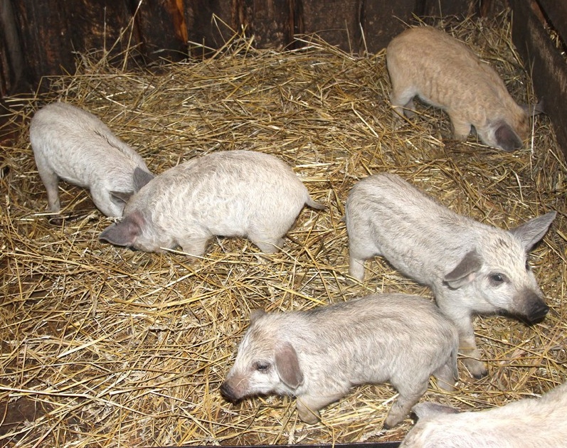 Малышам больше месяца