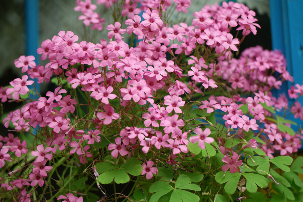 Цветок с листьями похожими на бабочку. Оксалис articulata. Oxalis rosea. Кислица артикулата розовая. Кислица Бовея.