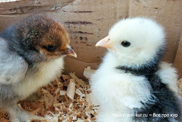 Курица наседка – сколько дней высиживает яйца в домашних условиях