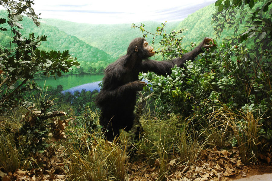 На фото изображён Ореопитек