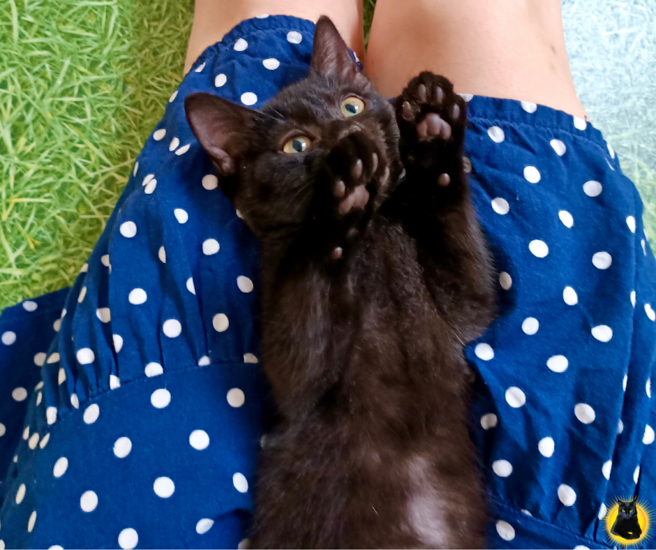 Котята из леса