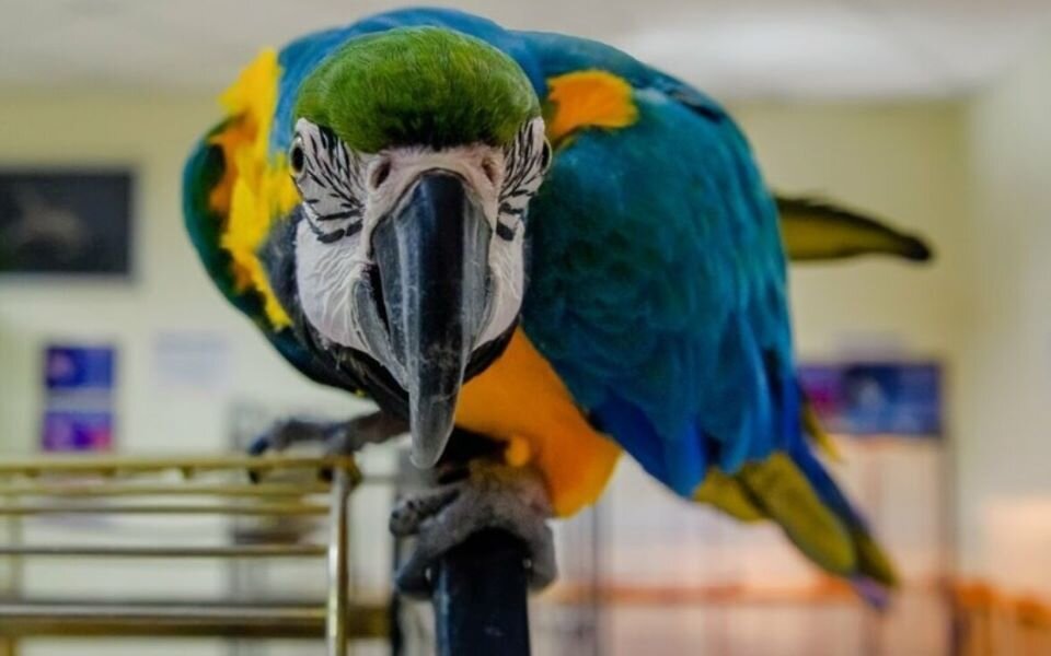 Этим пополнился парк Гловера два года назад