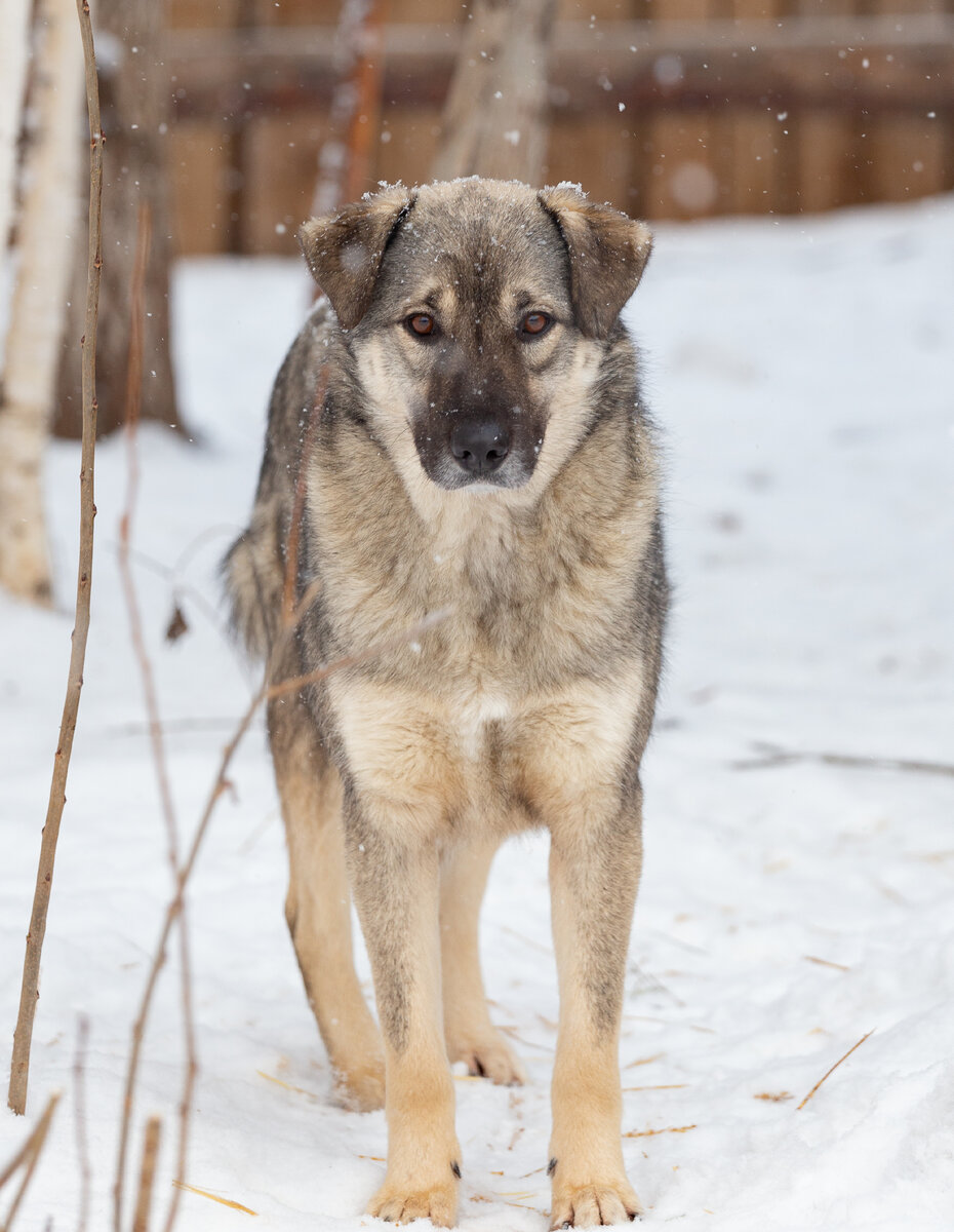 Хвостик из "Ковчега"
