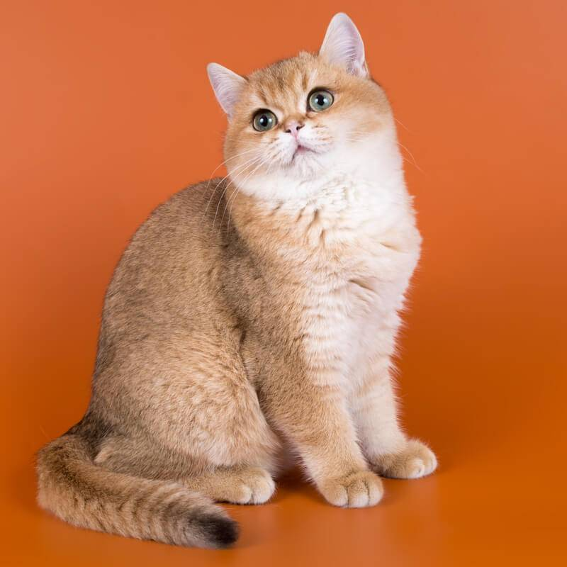 Золотистый окрас