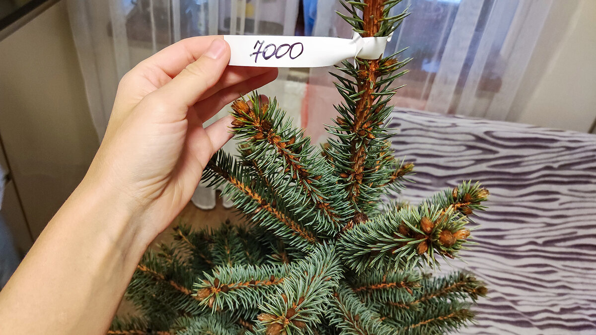 Новогодняя ёлка живая