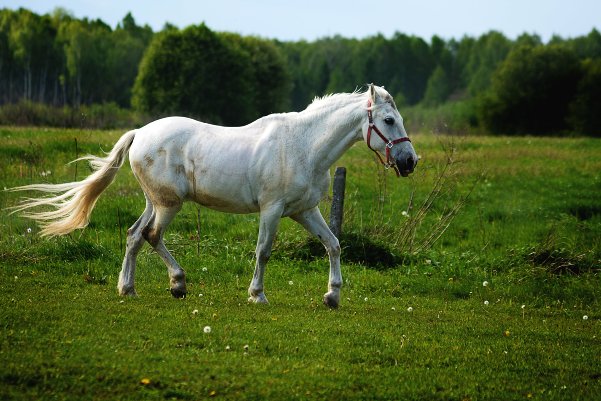 White horse. Серая лошадь Уэльс. Белая лошадь. Светло серая лошадь. Картинки лошадей.