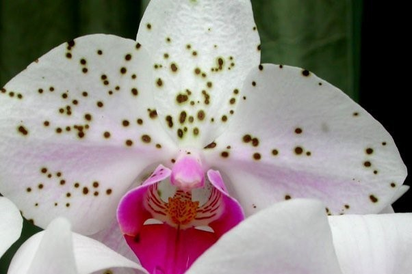 Обзор фунгицидов для орхидей